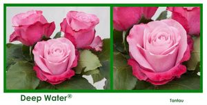 ROSE DEEP WATER 40